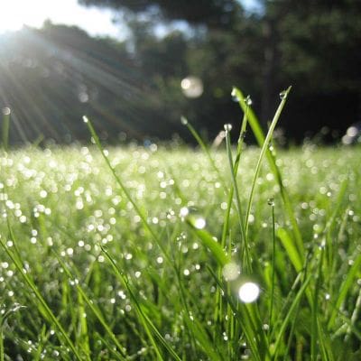 Dew it: Grass is a cool weather plant.