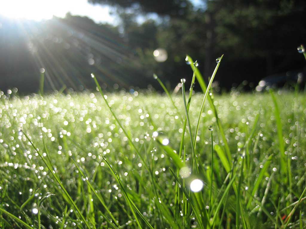 ‣ MyFixitUpLife Dew it: Grass is a cool weather plant.