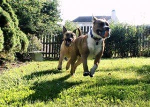 dog_dogrun_yard_grass_1 ‣ MyFixitUpLife dog run myfixituplife