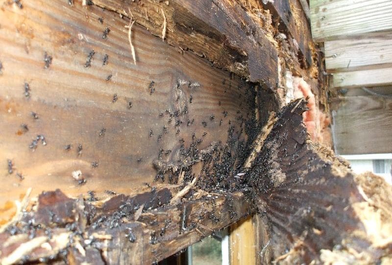 Termite damage