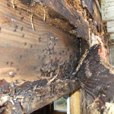 Termite damage