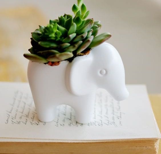 succulents hossdesign myfixituplife elephant