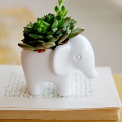 succulents hossdesign myfixituplife elephant