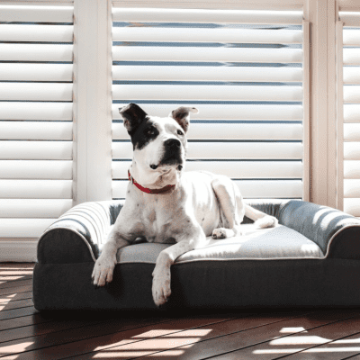 Dog-Cloud-bed pamper your dog