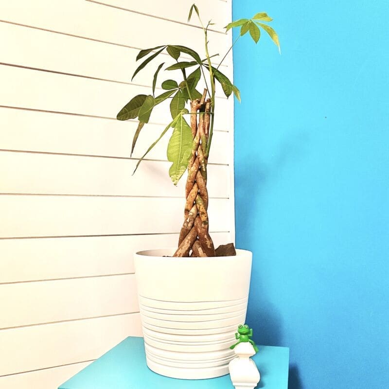 ‣ MyFixitUpLife Money Tree Plant