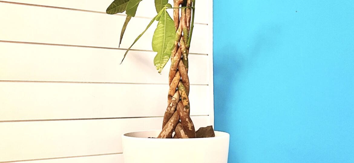 Money Tree Plant