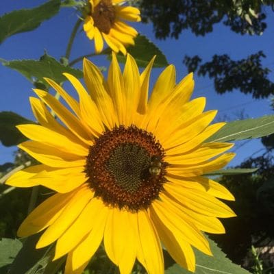 Sunflowers for Ukraine