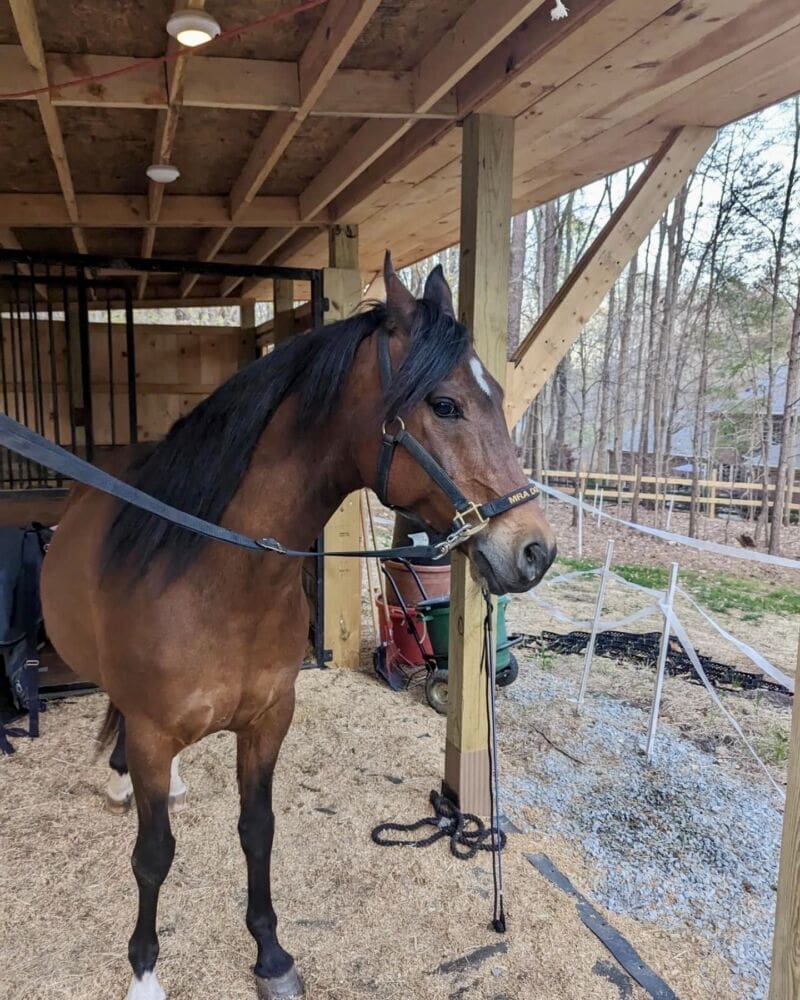 ‣ MyFixitUpLife Horse-Donny-Boy-needed-a-new-home-MyFixitUpLife