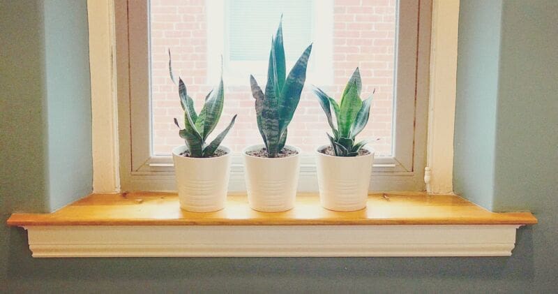 ‣ MyFixitUpLife Snake plants window sill - refresh home interiors - MyFixitUpLife