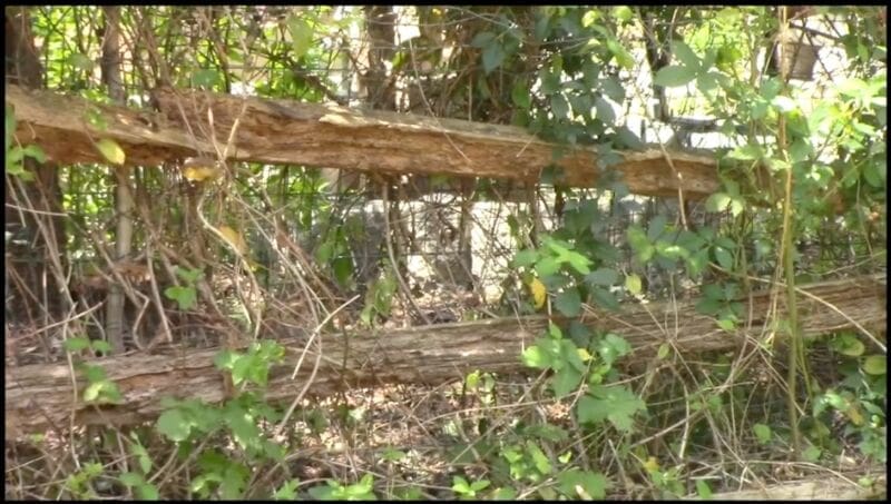 ‣ MyFixitUpLife Split Rail Fence tangled in weeds MyFixitUpLife