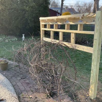 Grapevine arbor - MyFixitUpLife